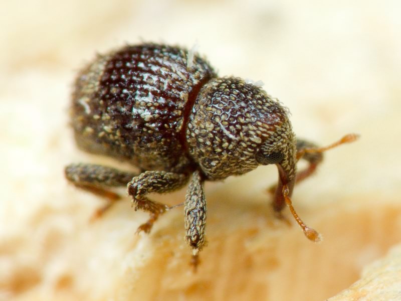 Acalles (Acalles) echinatus (Germar, 1824)